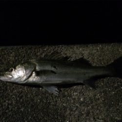 シーバスフィッシング