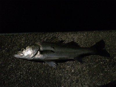 シーバスフィッシング