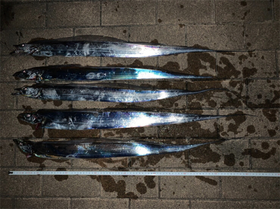 夕方の時合いが半端ないって！！