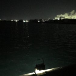 かなり厳しいヒイカ調査(＞＜)