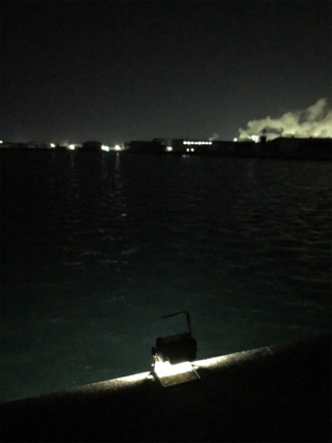 かなり厳しいヒイカ調査(＞＜)