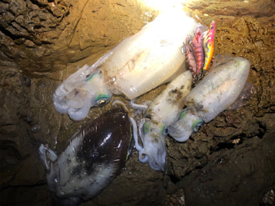 今季初キロアップ