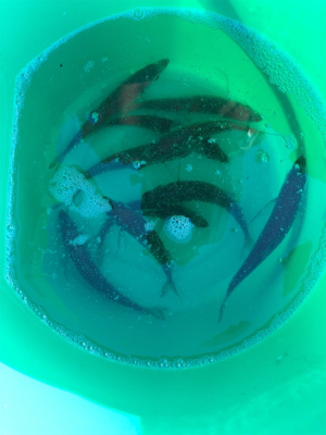 二週間ぶりの釣りですが⁉&#…