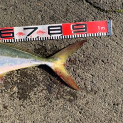 ハマチやらブリ!