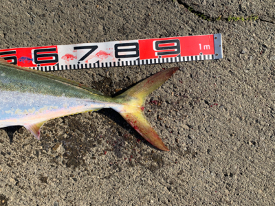 ハマチやらブリ!