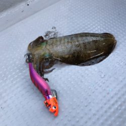 デイテップラン