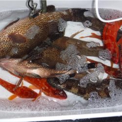 カヤックでハタ狙い！