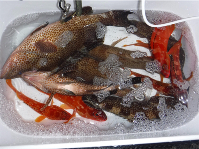 カヤックでハタ狙い！