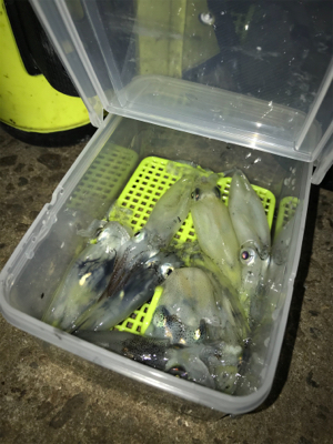 ポツリ…ポツリのヒイカ釣りσ(^_^;)