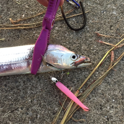 F4オーバー‼︎！イケア裏好調！