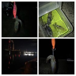 別府港でヒイカ調査!