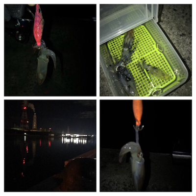 別府港でヒイカ調査!