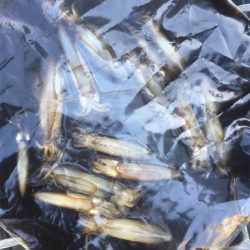 ナイトヒイカと早朝アジング☆GUNNING-STYLE