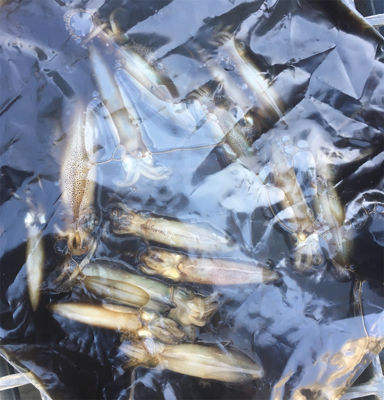 ナイトヒイカと早朝アジング☆GUNNING…