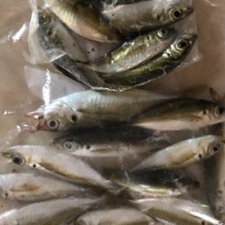 初淡路アジング