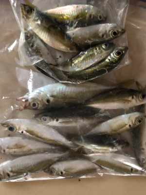 初淡路アジング