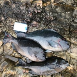 そろそろ寒グレ