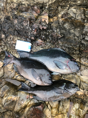 そろそろ寒グレ