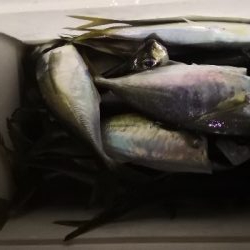 アジング練習 65