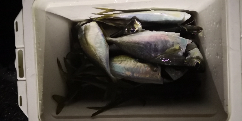 アジング練習 65