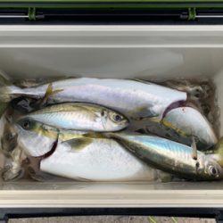 デカアジからのハマチ