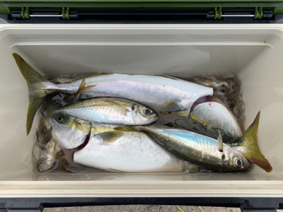 デカアジからのハマチ