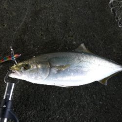 まだまだ青物回ってる