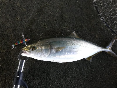 まだまだ青物回ってる