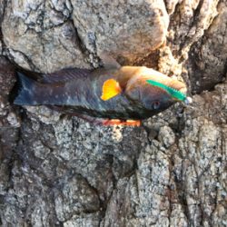 淡路サーフアジング