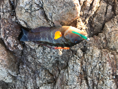 淡路サーフアジング