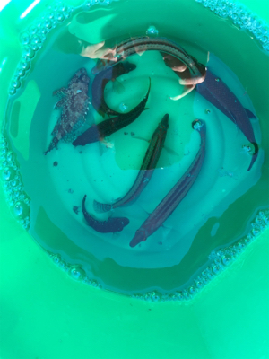 久々の投げ釣りでしたが❗️