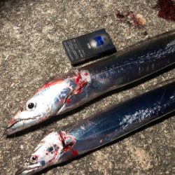 マズメの陸っぱりドラゴン(^^)