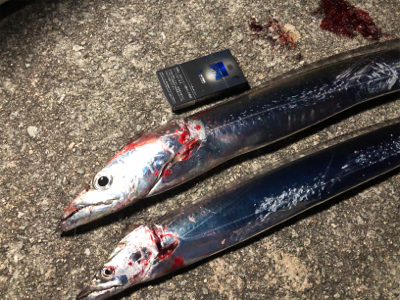 マズメの陸っぱりドラゴン(^^)