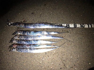 息子がドラゴン獲ったどー(^^)