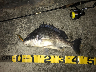 太刀魚多過ぎ！