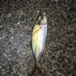 アジング・メバリング