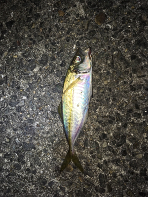 アジング・メバリング