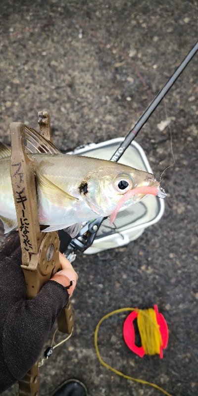 アジング練習 67