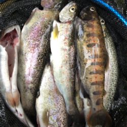 釣れるけど考えて試行錯誤