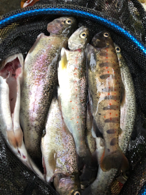 釣れるけど考えて試行錯誤