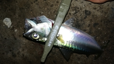 ナイトアジング