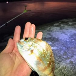 メバル、カレイ狙いで…