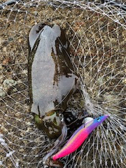 秋いか。終盤かも