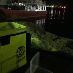 3日振りのヒイカ釣り(^.^)