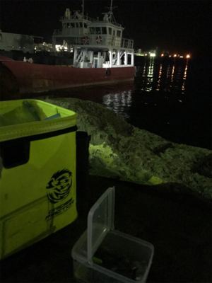 3日振りのヒイカ釣り(^.^)