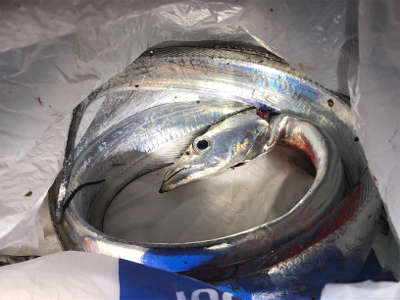 マズメチャレンジ