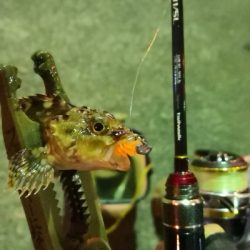 アジング練習 68