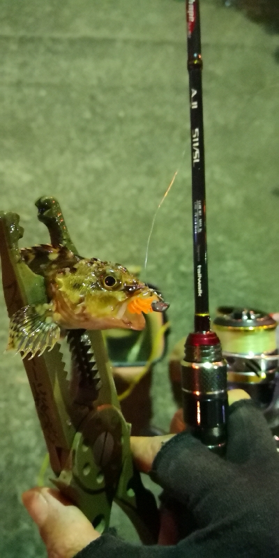 アジング練習 68