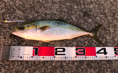 朝夕のダブルヘッダー(^.^)