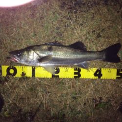 雨の中でシーバスフィッシング